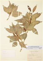 藏品(楊屬)的圖片